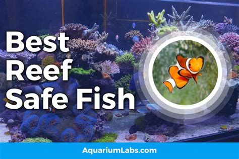reef safe fish|Reef Safe With Caution Fish (best and worst) .